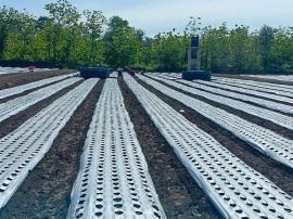 BKK TERTIB ADMINISTRASI PERTANAHAN : PENANAMAN BAWANG MERAH HAMPIR SELESAI 